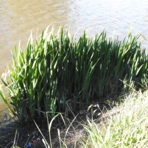 Iris pseudacorus at Monash, ACT - 15 Oct 2016