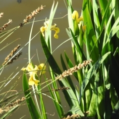 Iris pseudacorus at Monash, ACT - 15 Oct 2016