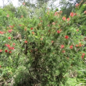 Callistemon subulatus at Brogo, NSW - 19 Jan 2016