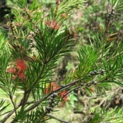 Callistemon subulatus at Brogo, NSW - 19 Jan 2016