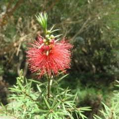 Callistemon subulatus at Brogo, NSW - 19 Jan 2016 11:38 AM