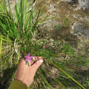 Crowea exalata at Brogo, NSW - suppressed