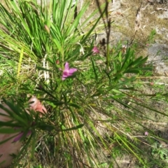 Crowea exalata at Brogo, NSW - 19 Jan 2016