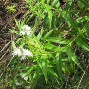 Veronica derwentiana subsp. derwentiana at Brogo, NSW - 19 Jan 2016