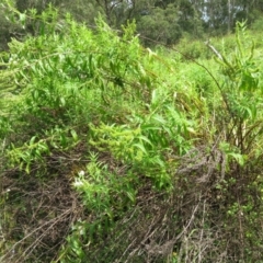 Veronica derwentiana subsp. derwentiana at Brogo, NSW - 19 Jan 2016