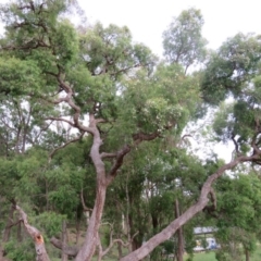 Angophora floribunda (Apple, Rough-barked Apple) at Brogo, NSW - 19 Jan 2016 by CCPK