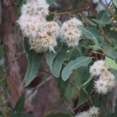 Angophora floribunda at Brogo, NSW - 20 Jan 2016