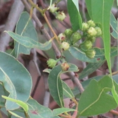 Angophora floribunda at Brogo, NSW - 20 Jan 2016 09:03 AM