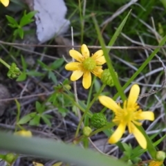 Ranunculus papulentus at Bonython, ACT - 15 Oct 2016