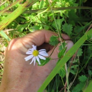 Brachyscome salkiniae at suppressed - suppressed