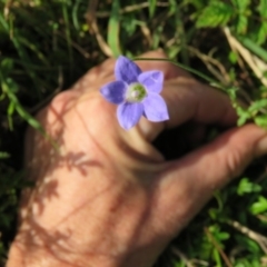Wahlenbergia sp. (Bluebell) at Brogo, NSW - 23 Jan 2016 by CCPK