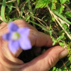 Wahlenbergia sp. at Brogo, NSW - 23 Jan 2016