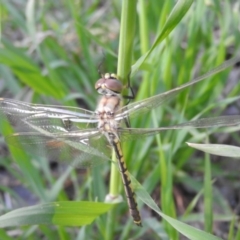 Hemicordulia tau (Tau Emerald) at Fyshwick, ACT - 15 Oct 2016 by RyuCallaway