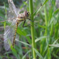 Hemicordulia tau at Fyshwick, ACT - 16 Oct 2016