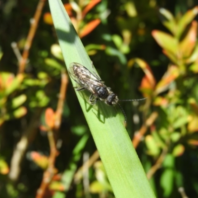 Tiphiidae sp. (family) (Unidentified Smooth flower wasp) at Fadden, ACT - 15 Oct 2016 by RyuCallaway