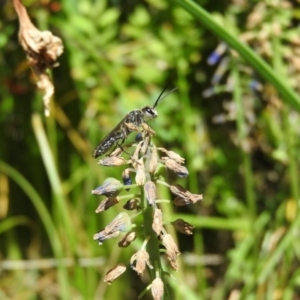 Tiphiidae (family) at Fadden, ACT - 16 Oct 2016