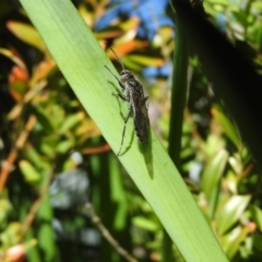 Tiphiidae (family) at Fadden, ACT - 16 Oct 2016 09:21 AM