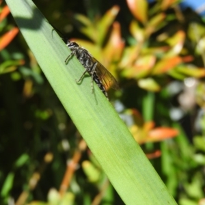 Tiphiidae (family) at Fadden, ACT - 16 Oct 2016