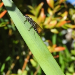 Tiphiidae sp. (family) at Fadden, ACT - 16 Oct 2016