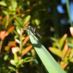 Tiphiidae (family) at Fadden, ACT - 16 Oct 2016 09:21 AM