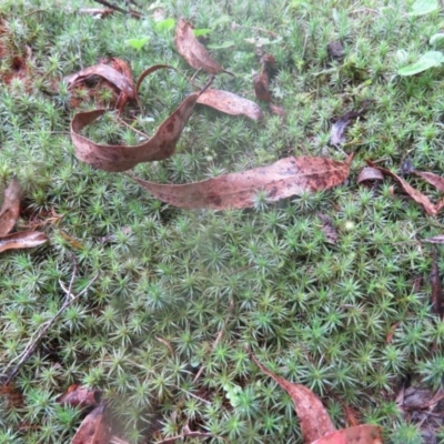 Dawsonia (genus) (A moss) at Brogo, NSW - 3 Feb 2016 by CCPK