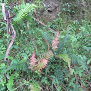 Blechnum neohollandicum at Brogo, NSW - 3 Feb 2016 05:42 PM