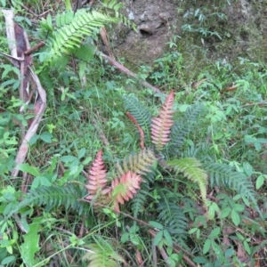 Blechnum neohollandicum at Brogo, NSW - 3 Feb 2016