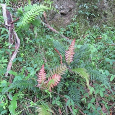 Blechnum neohollandicum (Prickly Rasp Fern) at Brogo, NSW - 3 Feb 2016 by CCPK