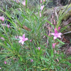 Crowea exalata at Brogo, NSW - 3 Feb 2016