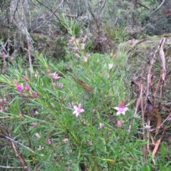 Crowea exalata at Brogo, NSW - 3 Feb 2016