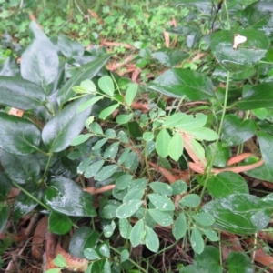 Breynia oblongifolia at Brogo, NSW - 3 Feb 2016