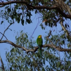 Polytelis swainsonii (Superb Parrot) at Cook, ACT - 13 Dec 2015 by Tammy