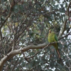 Polytelis swainsonii at Cook, ACT - 13 Dec 2015