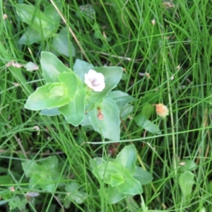 Gratiola peruviana at Brogo, NSW - 4 Feb 2016