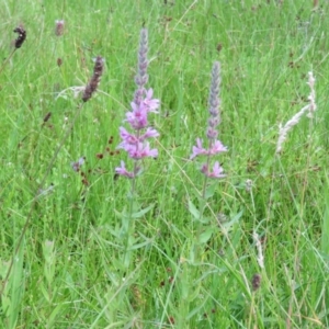 Lythrum salicaria at Brogo, NSW - 4 Feb 2016