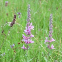 Lythrum salicaria at Brogo, NSW - 4 Feb 2016