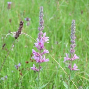 Lythrum salicaria at Brogo, NSW - 4 Feb 2016