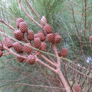 Allocasuarina littoralis at Brogo, NSW - 4 Feb 2016 07:19 PM