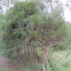 Allocasuarina littoralis at Brogo, NSW - 4 Feb 2016