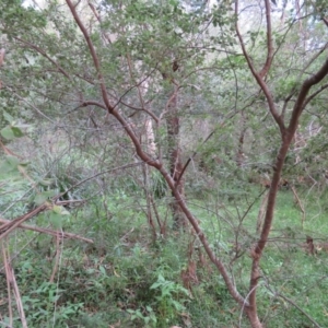 Pomaderris cinerea at Brogo, NSW - 4 Feb 2016