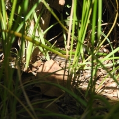 Lampropholis delicata (Delicate Skink) at Fadden, ACT - 15 Oct 2016 by ArcherCallaway