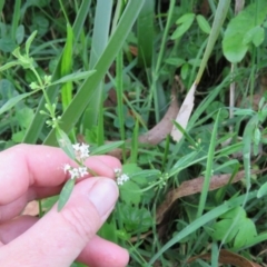 Mentha diemenica (Wild Mint, Slender Mint) at Brogo, NSW - 4 Feb 2016 by CCPK