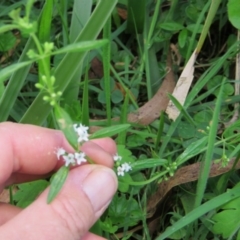 Mentha diemenica at Brogo, NSW - 4 Feb 2016 07:33 PM