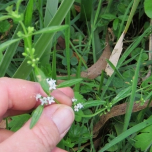 Mentha diemenica at Brogo, NSW - 4 Feb 2016 07:33 PM