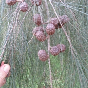 Allocasuarina littoralis at Brogo, NSW - 4 Feb 2016