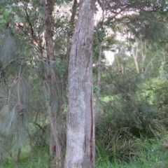 Allocasuarina littoralis at Brogo, NSW - 4 Feb 2016