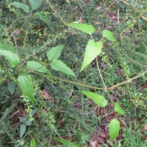 Clematis glycinoides at Brogo, NSW - 4 Feb 2016 07:43 PM