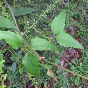 Clematis glycinoides at Brogo, NSW - 4 Feb 2016 07:43 PM