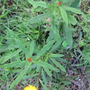 Xerochrysum bracteatum at Brogo, NSW - 4 Feb 2016 07:46 PM