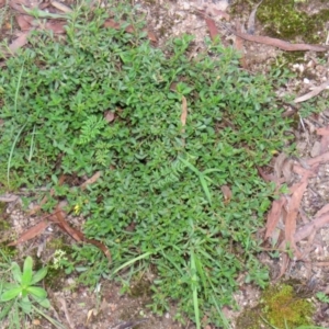 Hibbertia diffusa at Brogo, NSW - 5 Feb 2016 06:46 AM